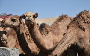 Deve kao kurban u Iraku: Veliki interes Arapa